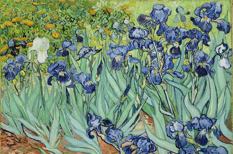 Iris Van Gogh