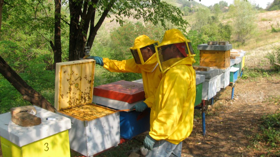 Apicoltura