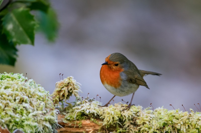 editoriale febbraio26