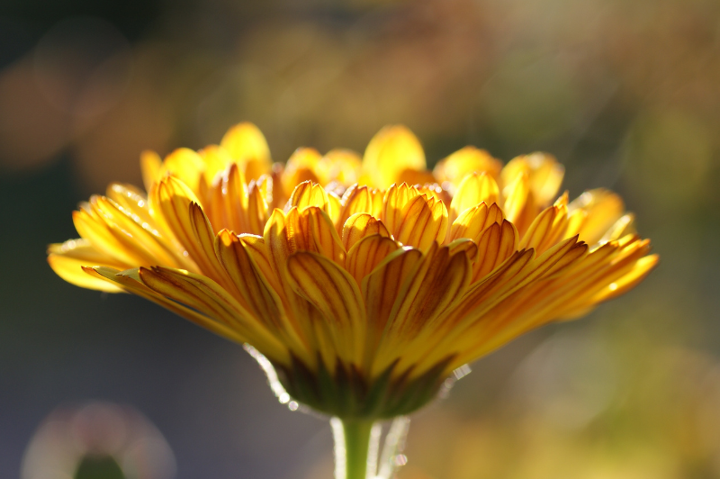 fotoIntervistaTarricone