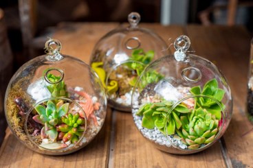 terrarium_dautore_dicembre_2025