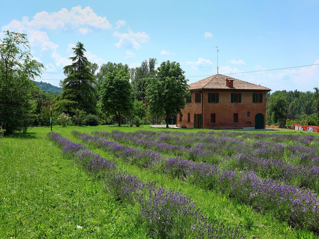 Il lavandeto 