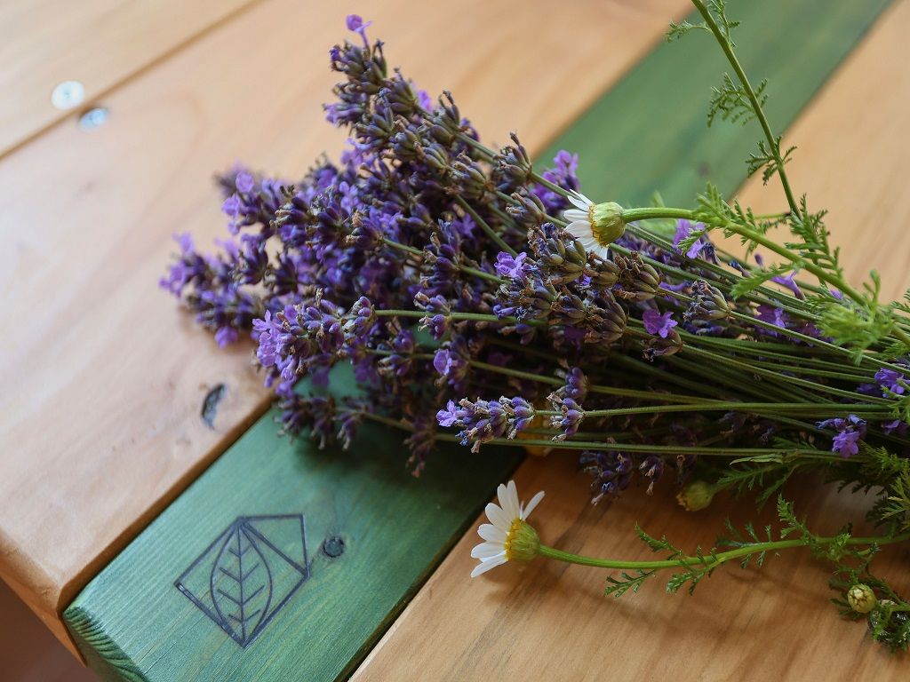 Lavanda raccolta a Corte Santa Margherita