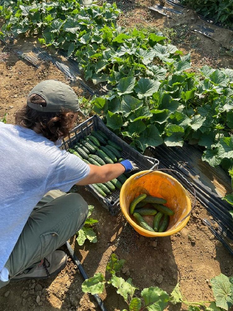 La raccolta al vivaio