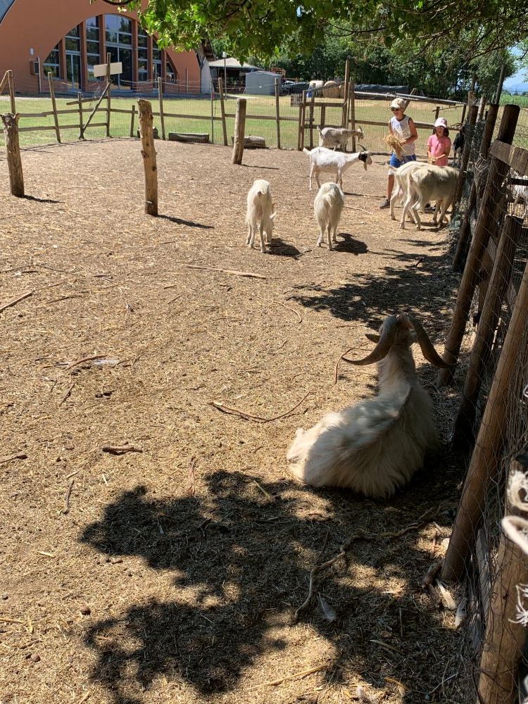 Le caprette nell'azienda agricola della coopera...
