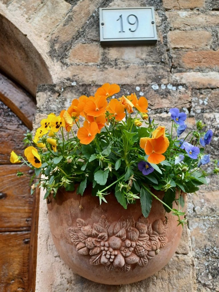 Fioritura di Spello