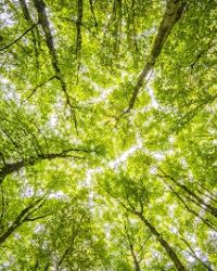Un bagno di foresta come forma terapeutica per ridurre lo stress