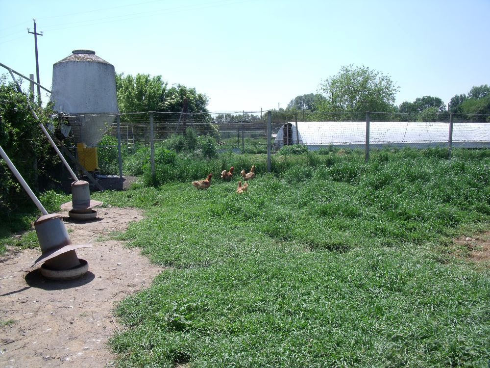 Le galline in libertà